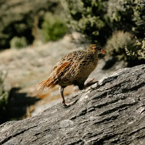  Impact Report: Protecting our native wildlife one trap at a time thumbnail