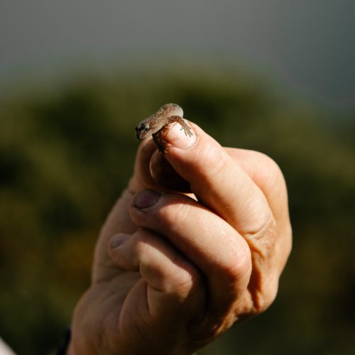 Small gecko on mans finger.
