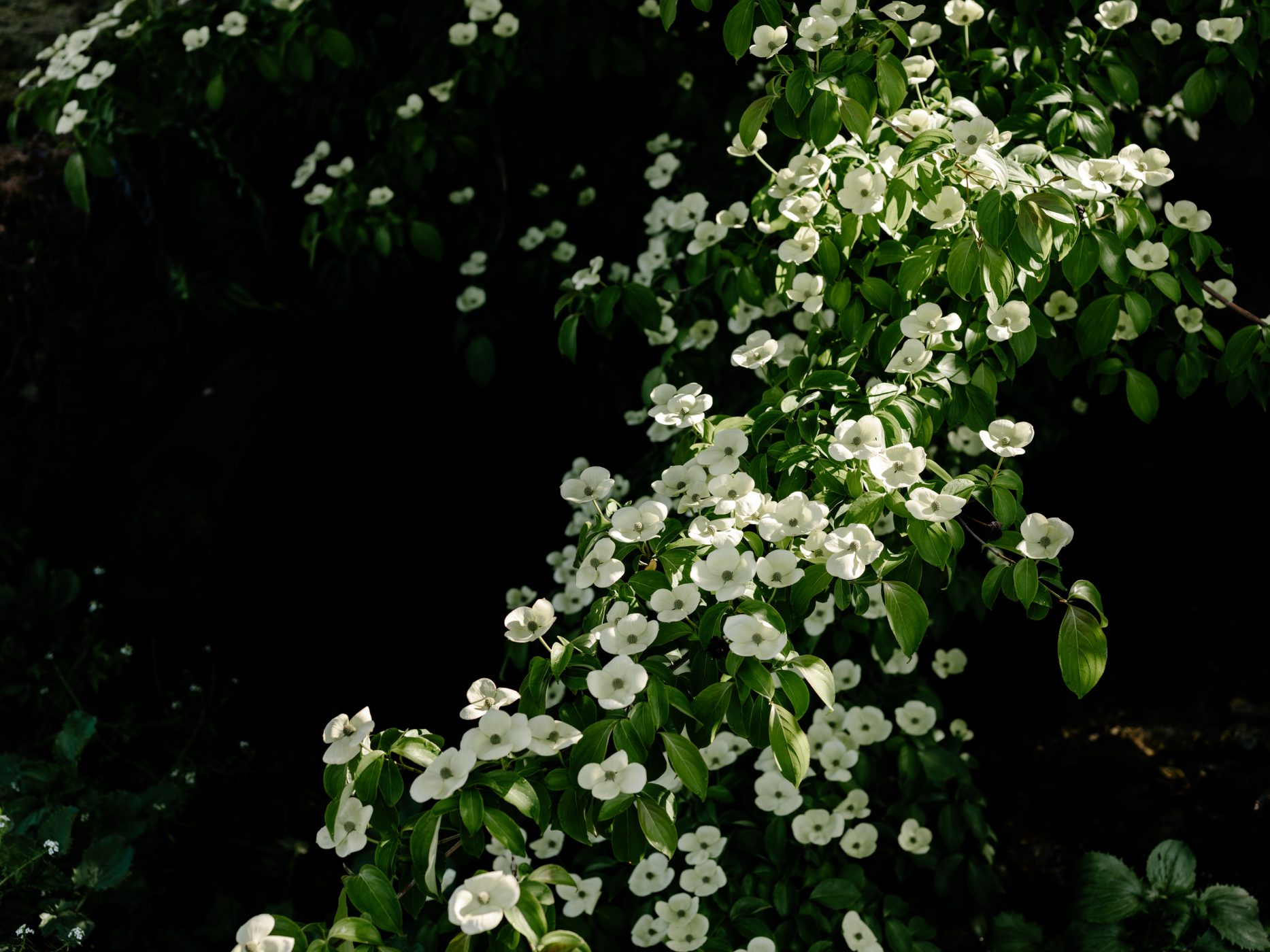 Wanaka-Community-Fund-Biddi-Rowley-Environment- 5