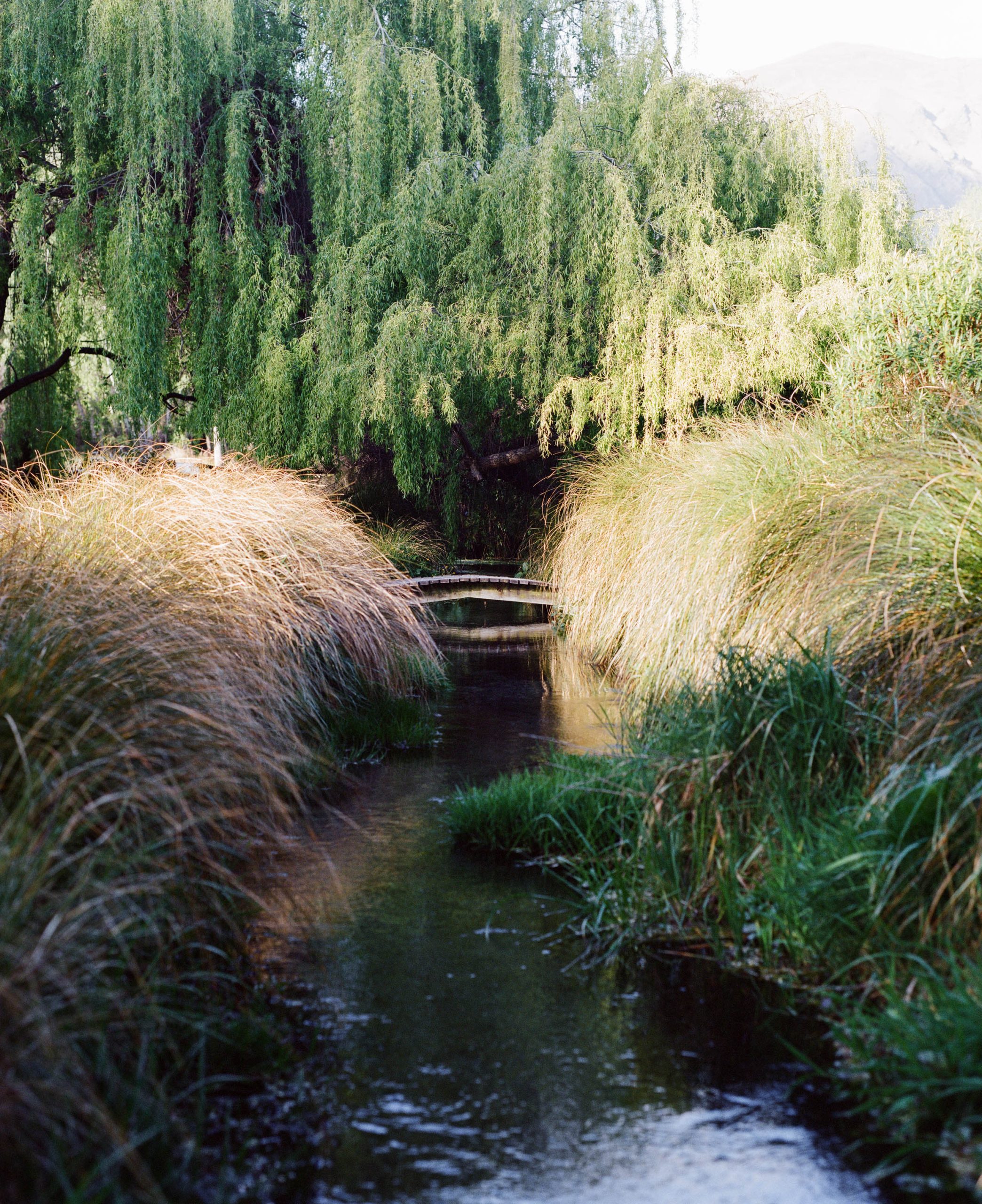 Green willow trees and tussocks encasing a stream.