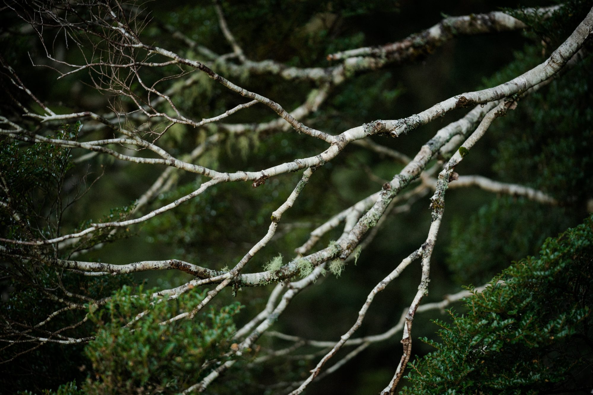Wanaka-NZ-Mountain-Biker-Siberia-Valley-tree--CallumWood