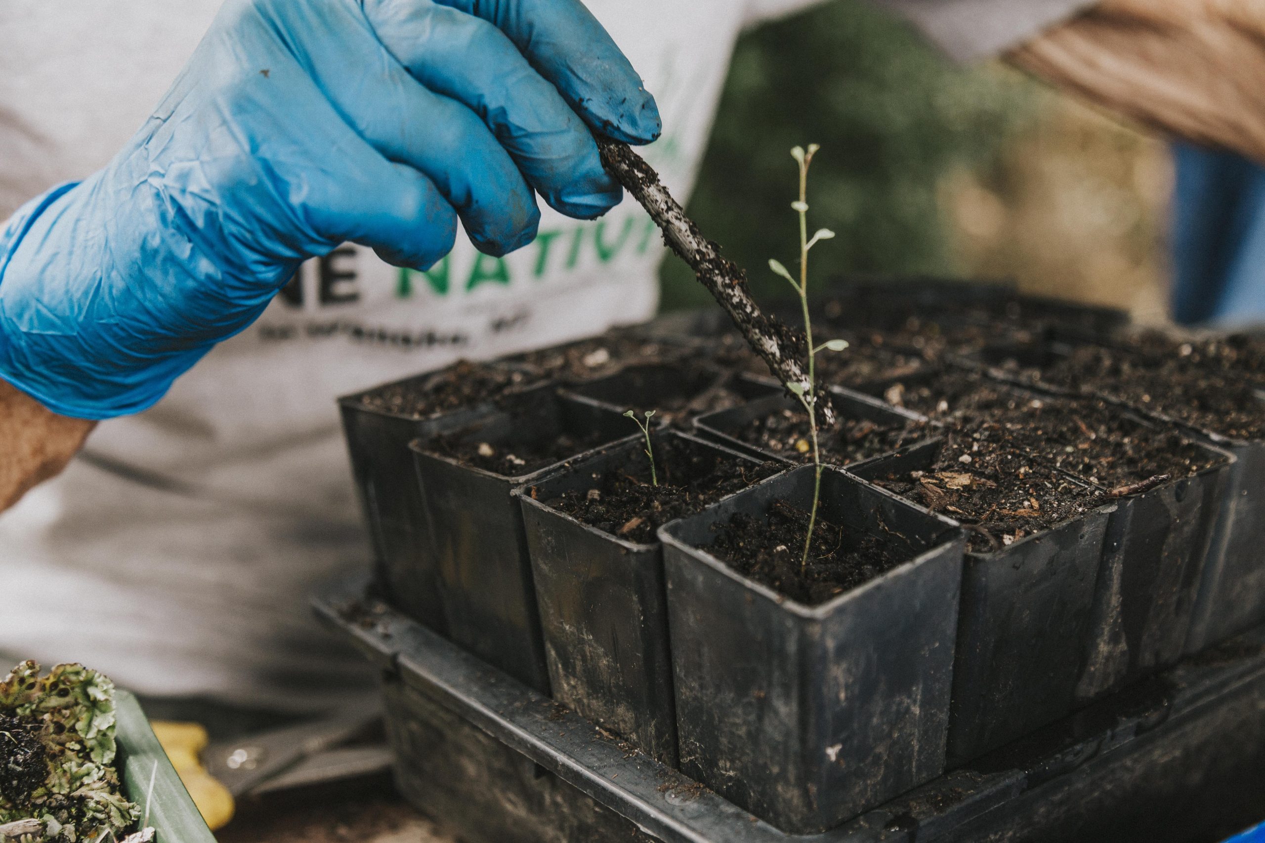 Person propagating native plants and trees