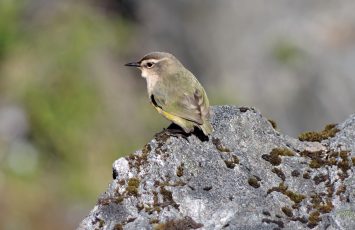 Small bird sitting on a rock