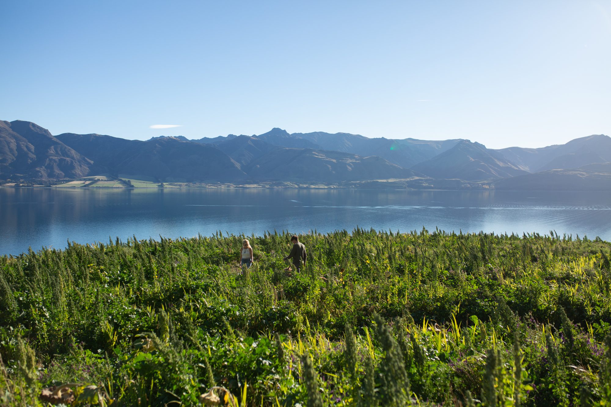 Regenerative land on lake Hawea