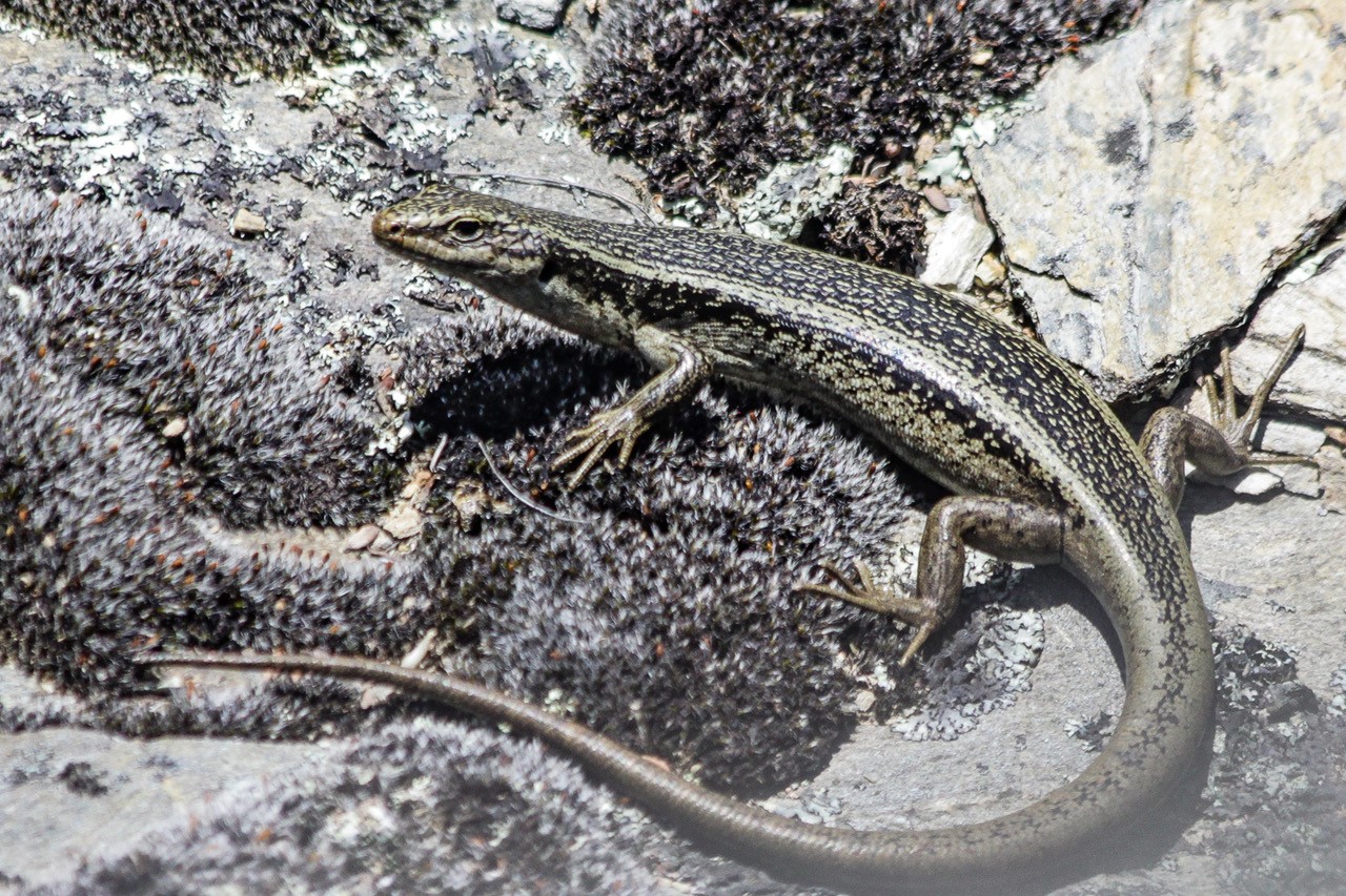 Skink in Lake Hawea