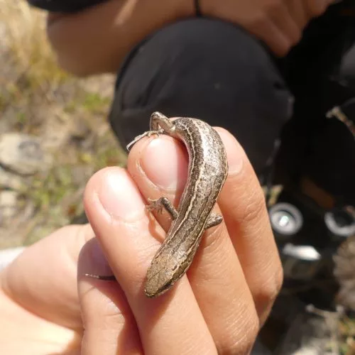  ‘Ex-skinked’: Protecting native biodiversity in Lake Hāwea thumbnail