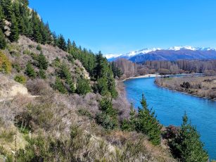 Clutha river amongst wilding trees