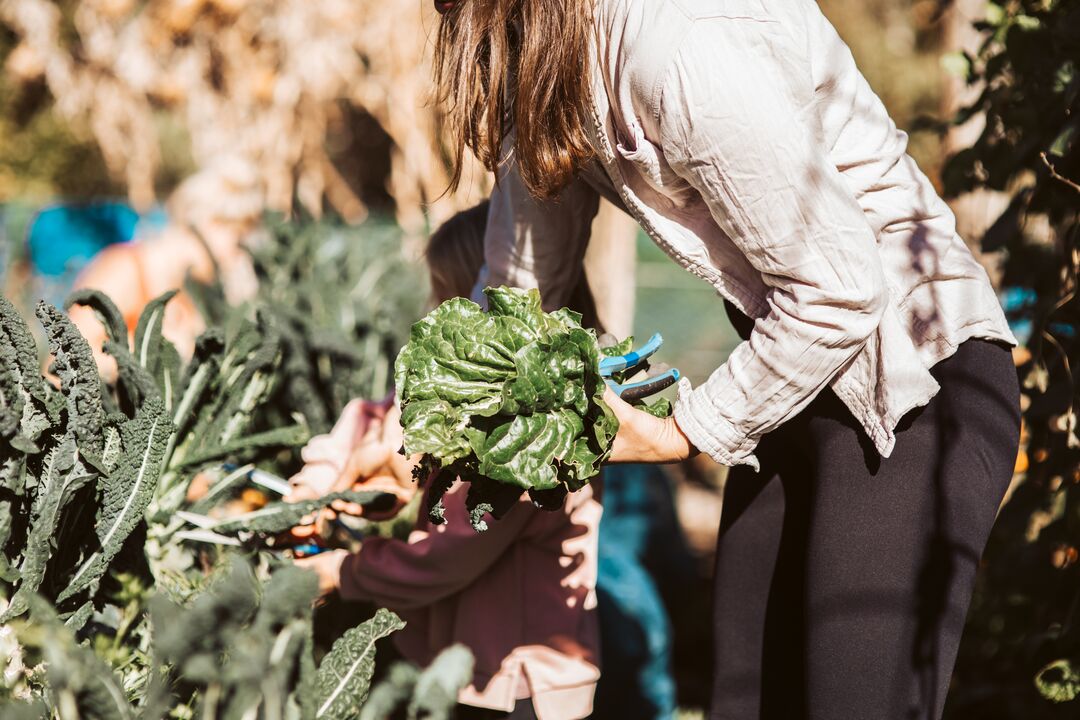 Large_JPG-Grow Wānaka (5)