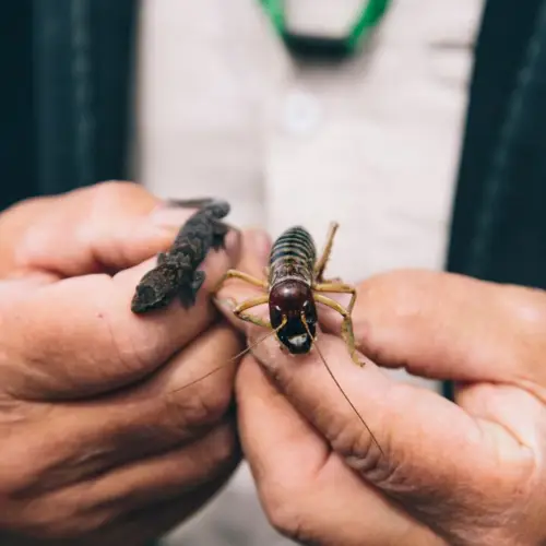  4 Ways to Help with Nature Conservation in Wānaka thumbnail