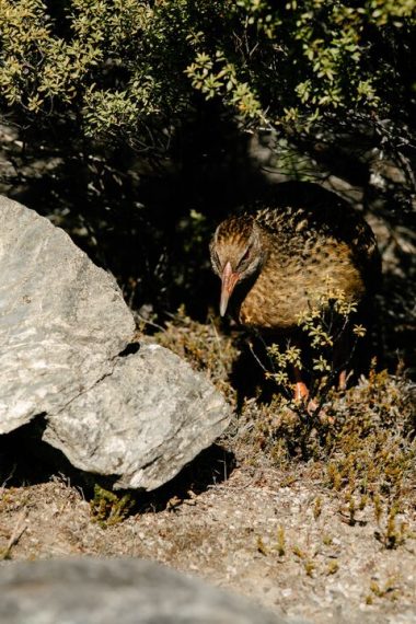 Weka, New Zealand's native flightless bird, foraging among rocks and native bush in natural habitat, showcasing its brown feathers and distinctive beak.
