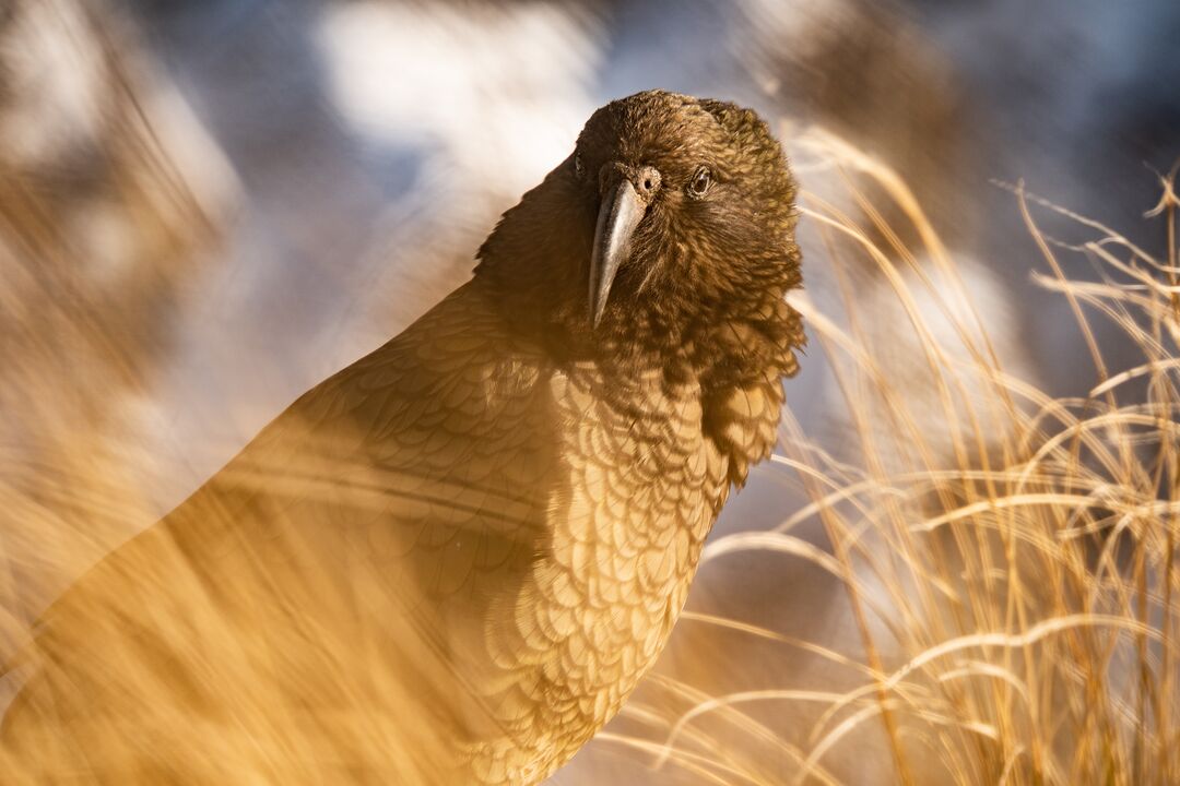 Close-up of a Kea, New Zealand's alpine parrot, at Treble Cone ski area, with golden sunlight illuminating its brown feathers and sharp beak against blurred tussock grass.