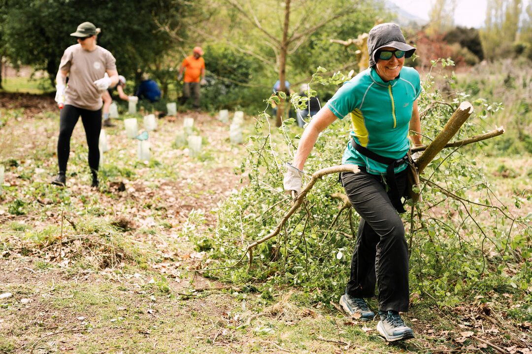 A lady carrying a cut down tree away from newly planted trees in Wanaka New Zealand. She is smiling