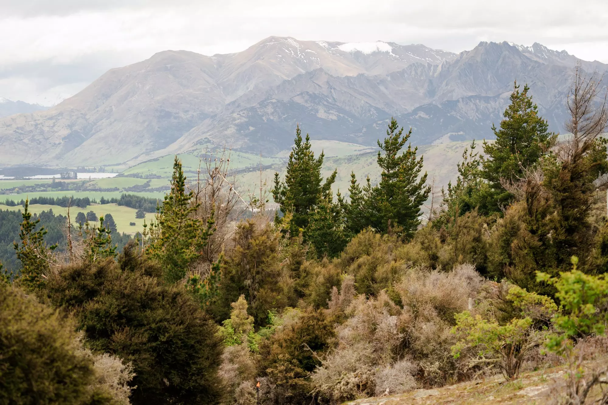 Upper Clutha Wilding Tree Group 01