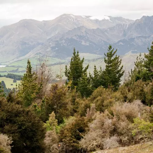  Impact Report: Protecting Wānaka from the threat of Wilding Pines thumbnail