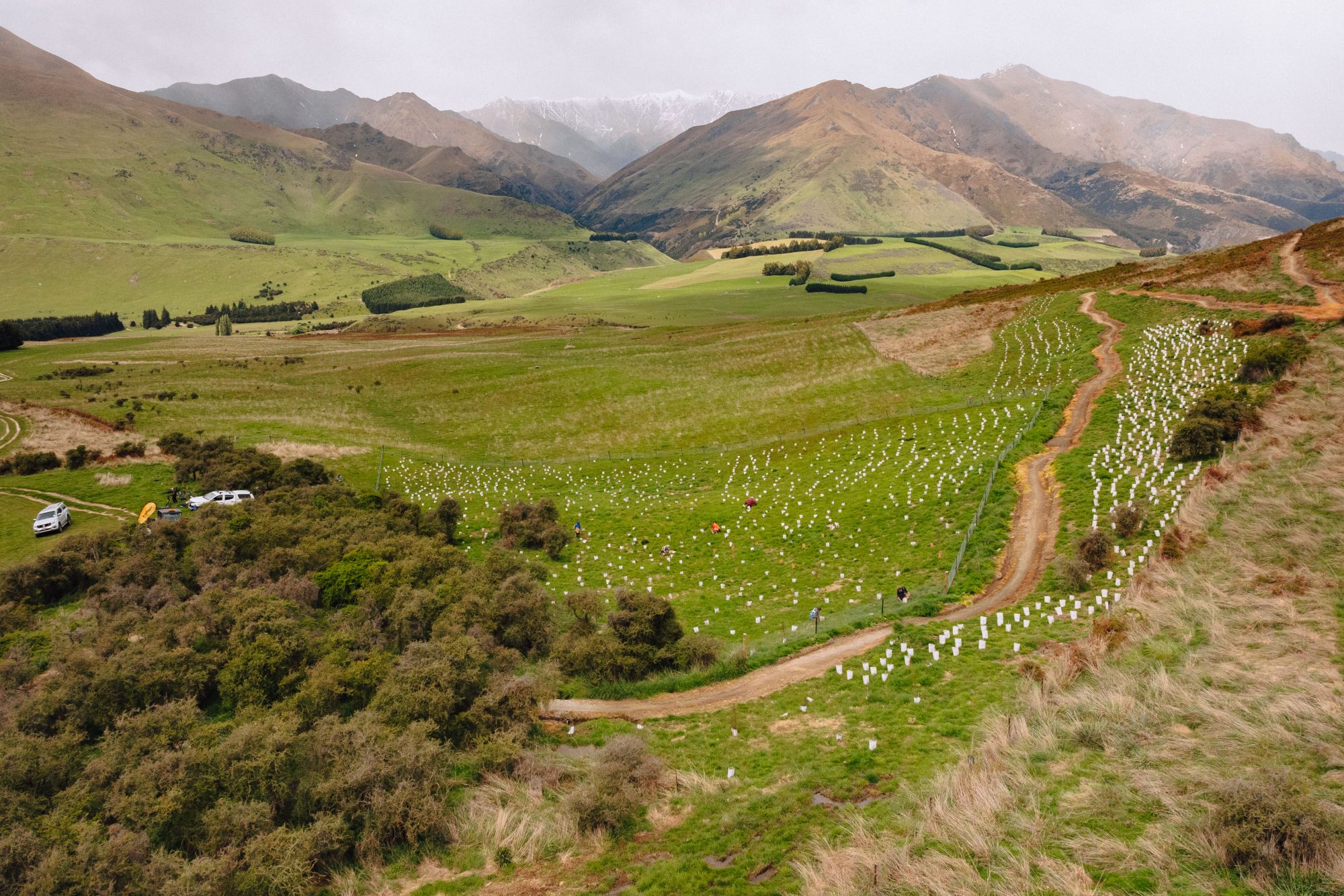 Birds Eye view of planted native seedlings at Bike Glendhu