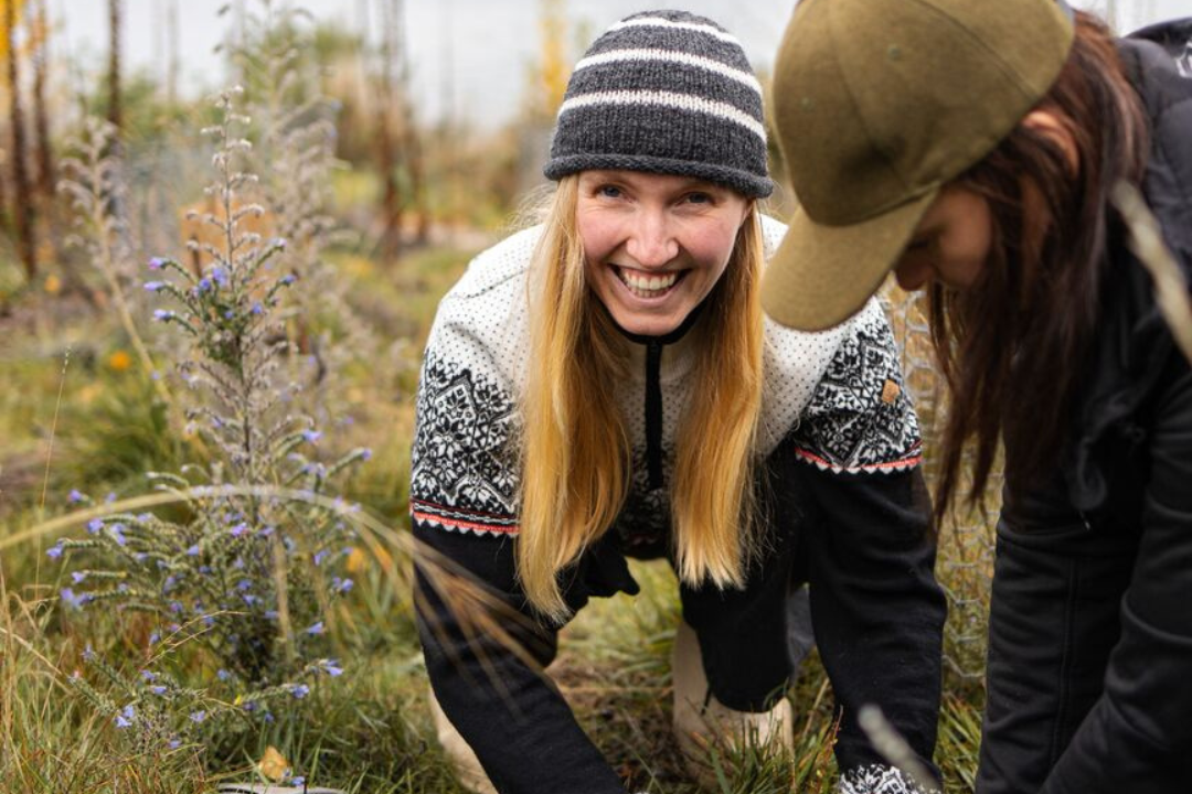 Volunteers working together to plant a native seedling at community planting day in Wānaka