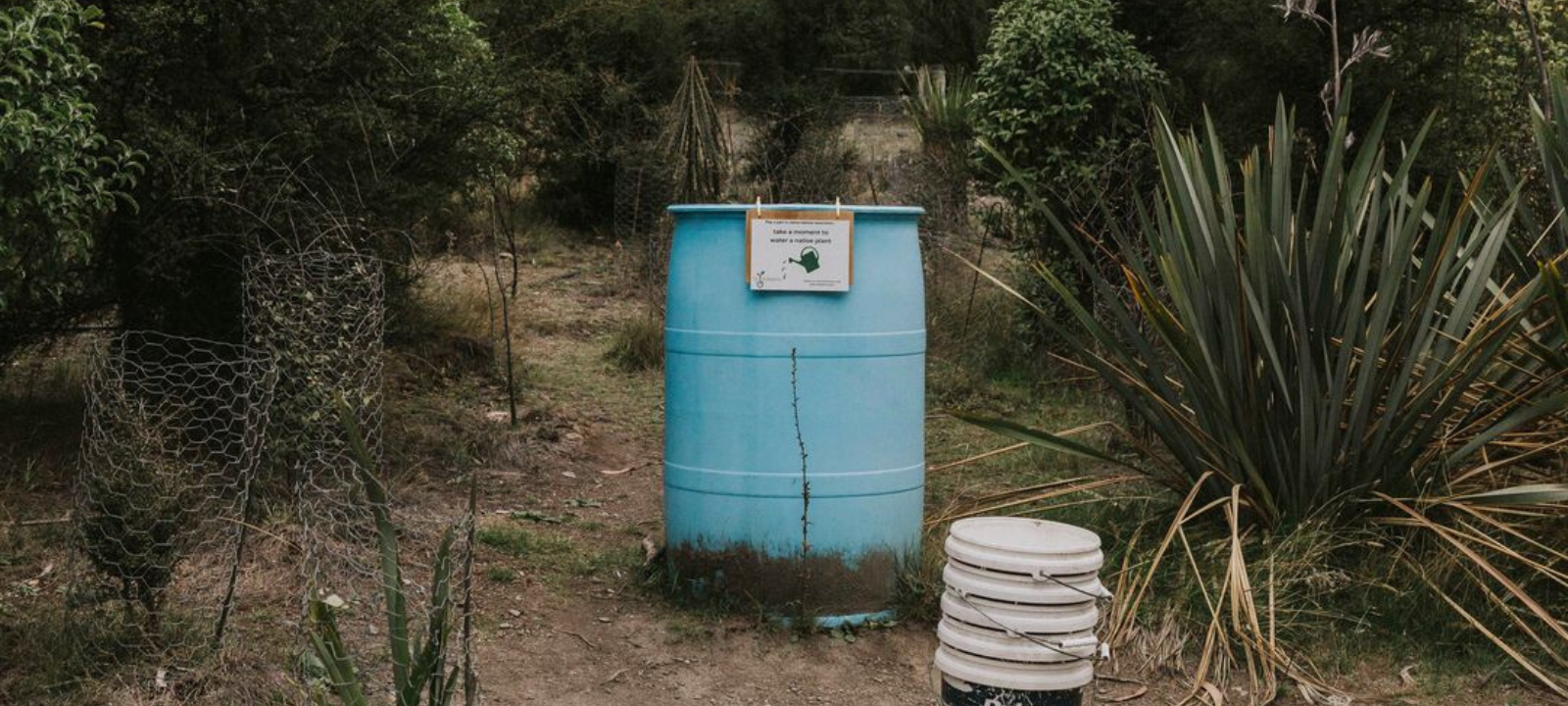 Blue water drum on off walking track to water native seedlings