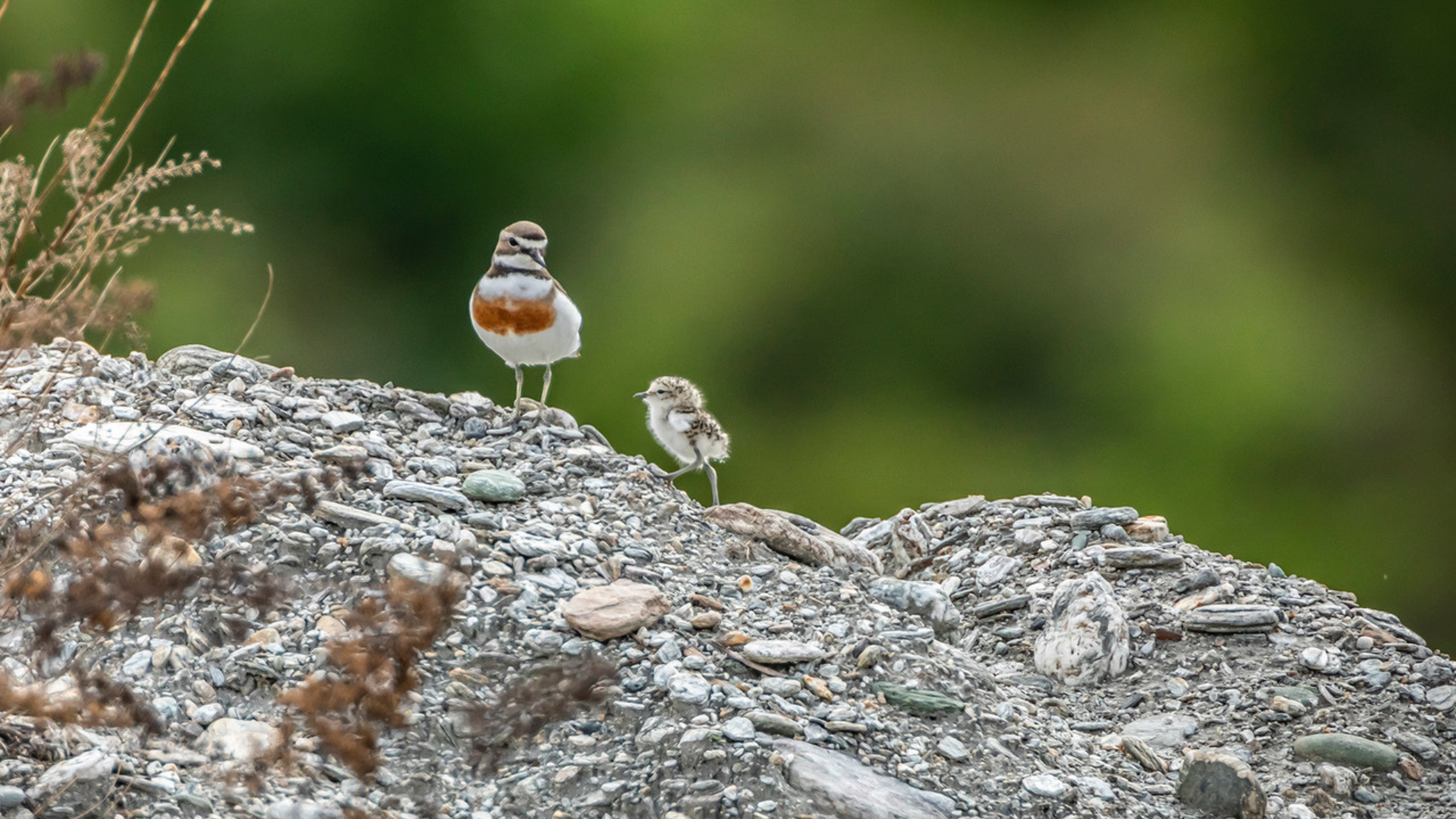 Untitled design (11)