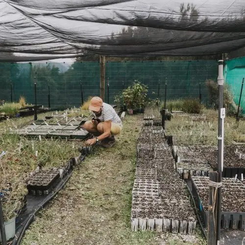  Impact Report: Growing community, one native plant at a time thumbnail