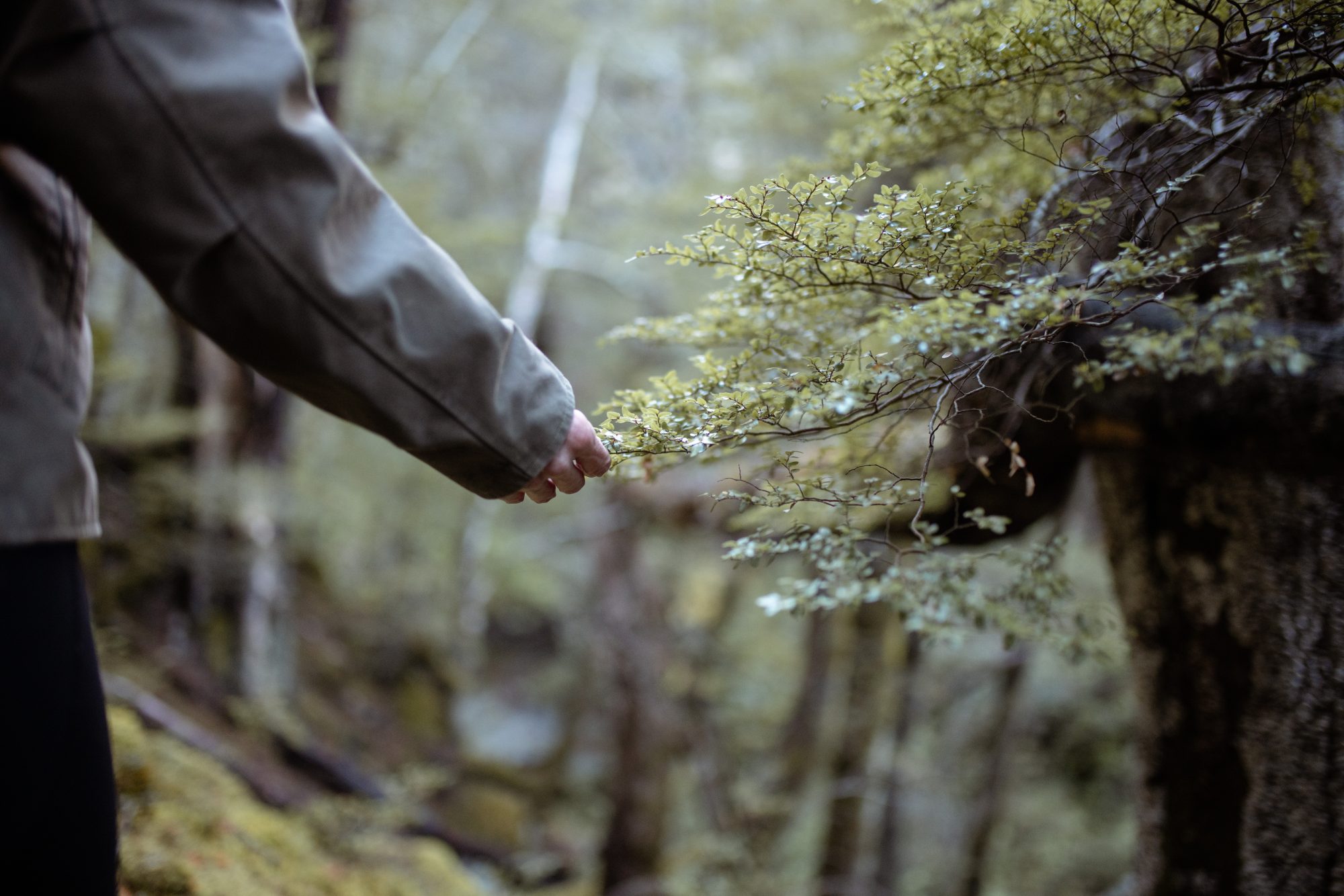 Forest-Bathing_LHS_Autumn-Wellness-Shoot-2025_Francine-Boer