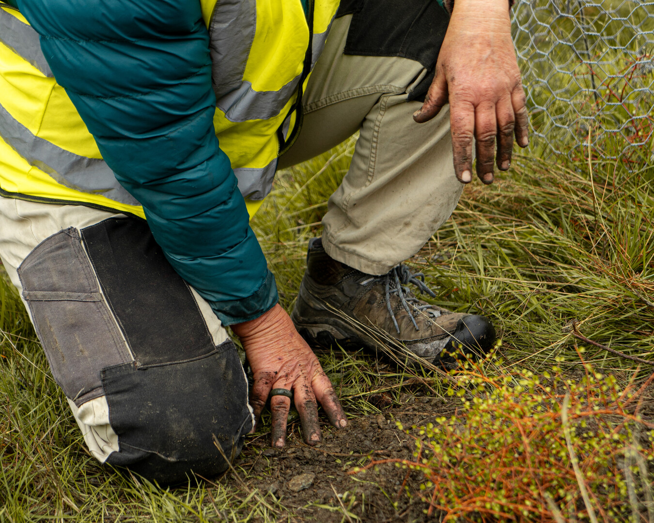 Woman plants native tree