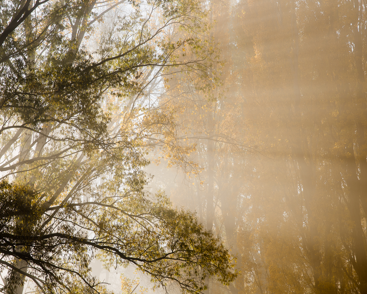 Autumn Photography Workshop