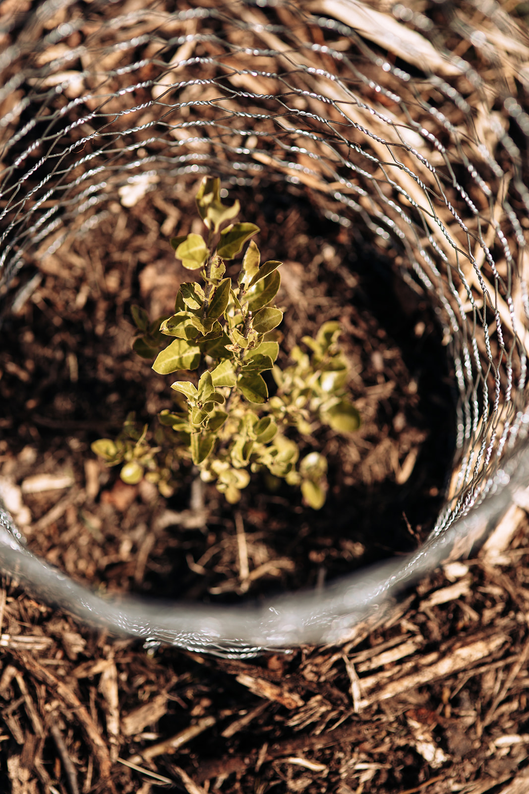 Native seedling